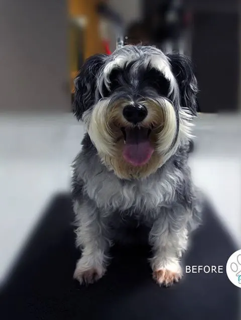 Schnauzer before and after a full groom at PGH