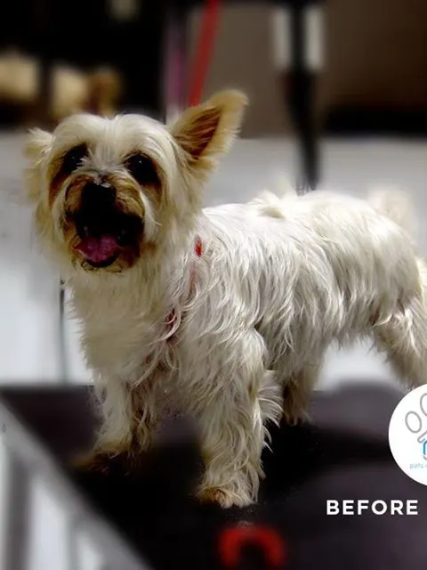 Yorkshire terrier before and after a full groom at PGH