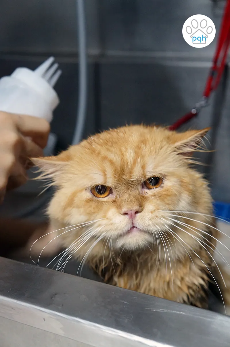 Cat having its face carefully cleaned at PGH