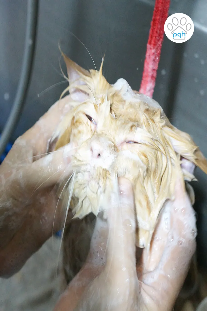 Cat being washed with a massage at PGH
