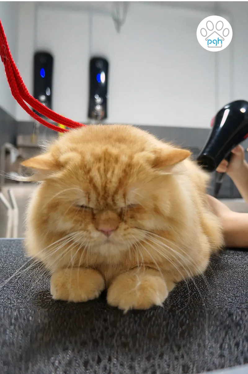 Ginger cat being blow-dried on the grooming table