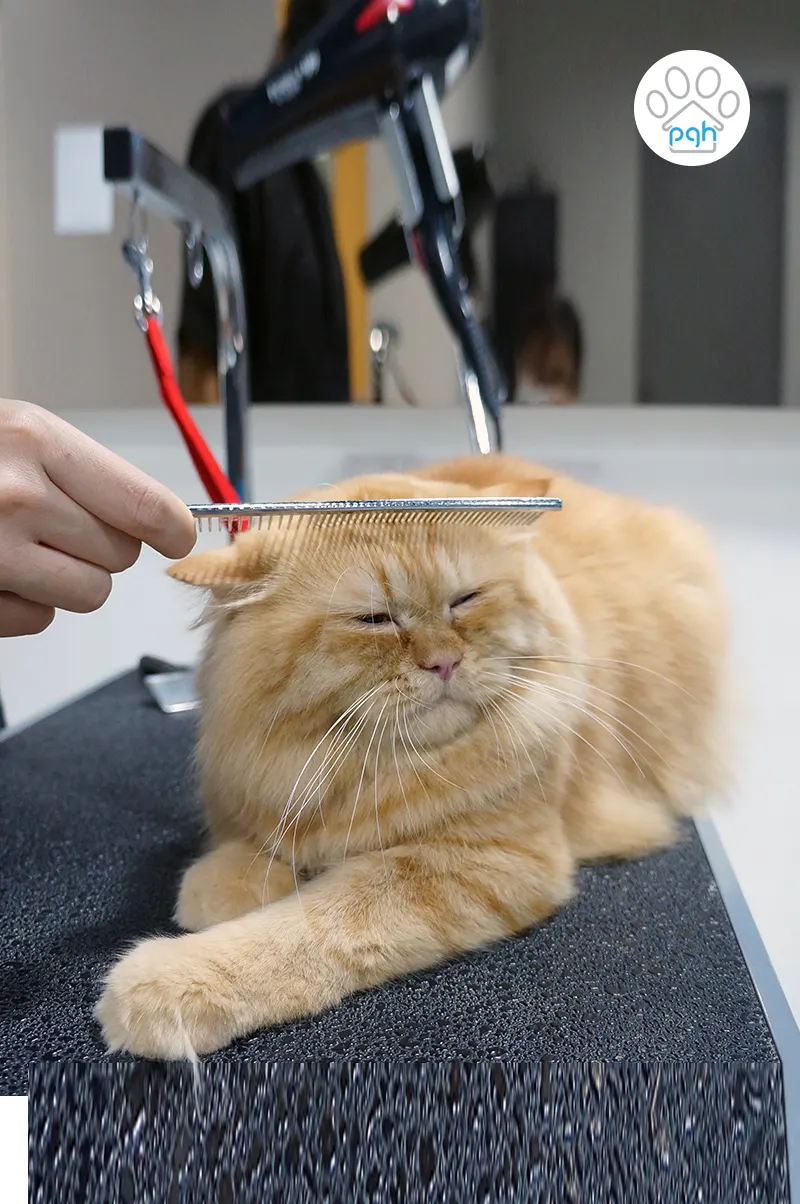 Cat being combed on the grooming table at PGH