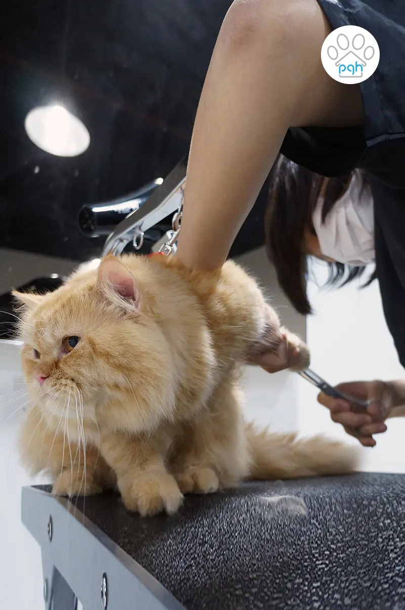 Cat looking relaxed after grooming at PGH