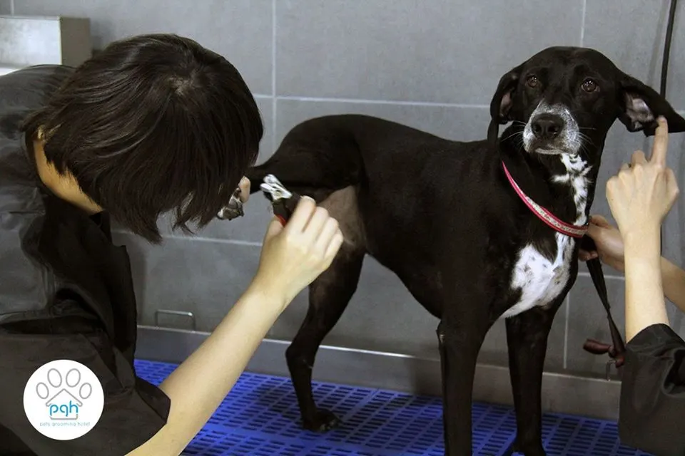 Groomer brushing a black dog at PGH Subang Jaya