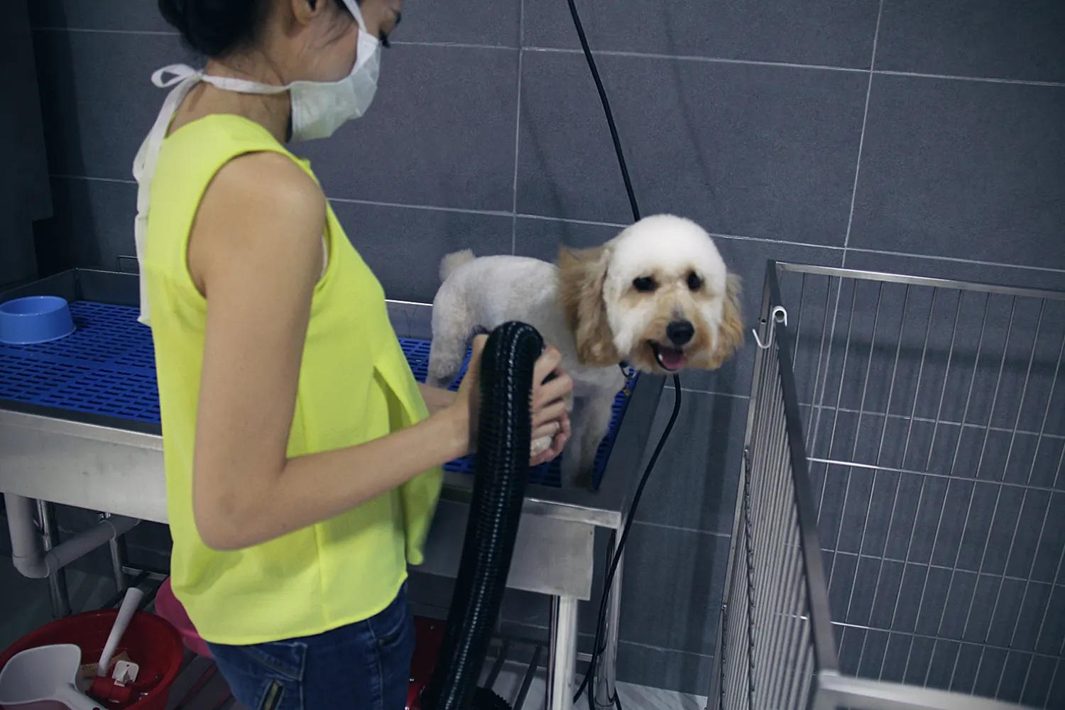 PGH groomer at the grooming station with a small dog