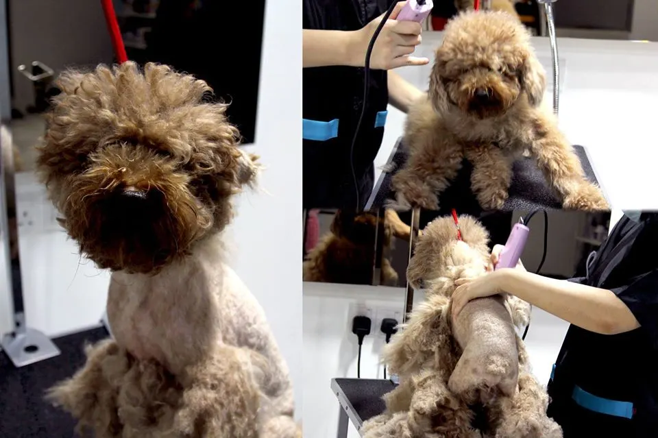 Poodle being trimmed with scissors at PGH