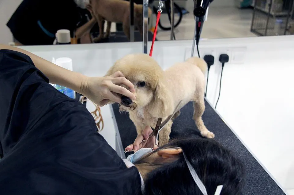 PGH groomer trimming a poodle on the grooming table