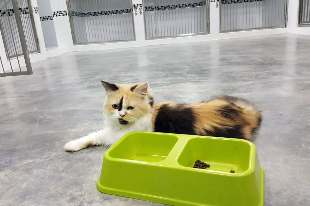 Cat eating in its room at the PGH pet hotel