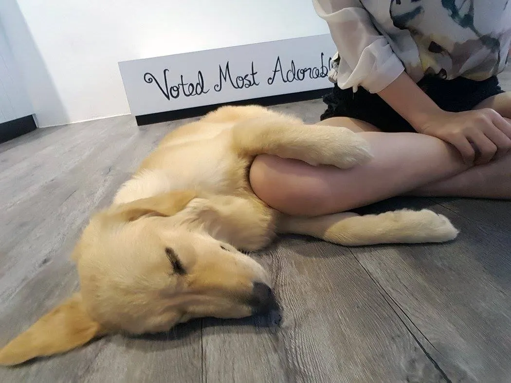 Golden retriever relaxing with staff at the PGH pet hotel