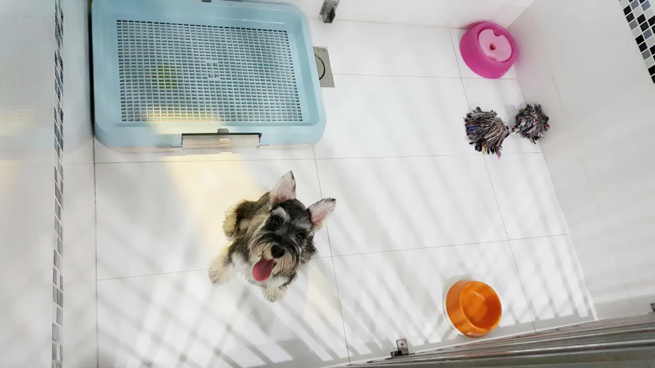 Dogs in the PGH play zone