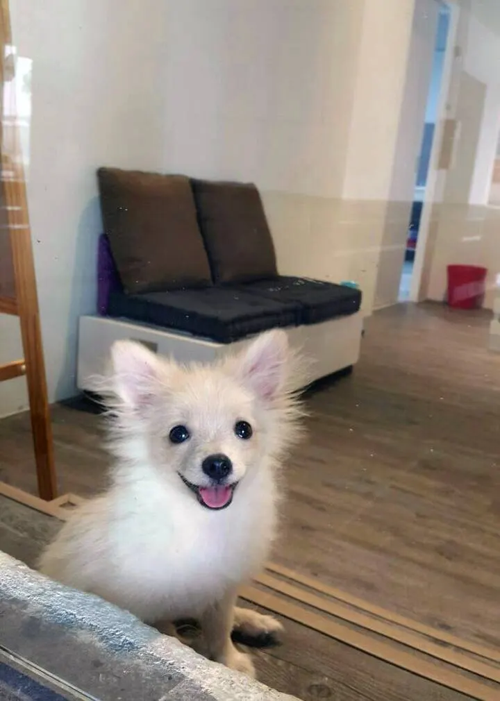 Pomeranian resting in its room at the PGH pet hotel