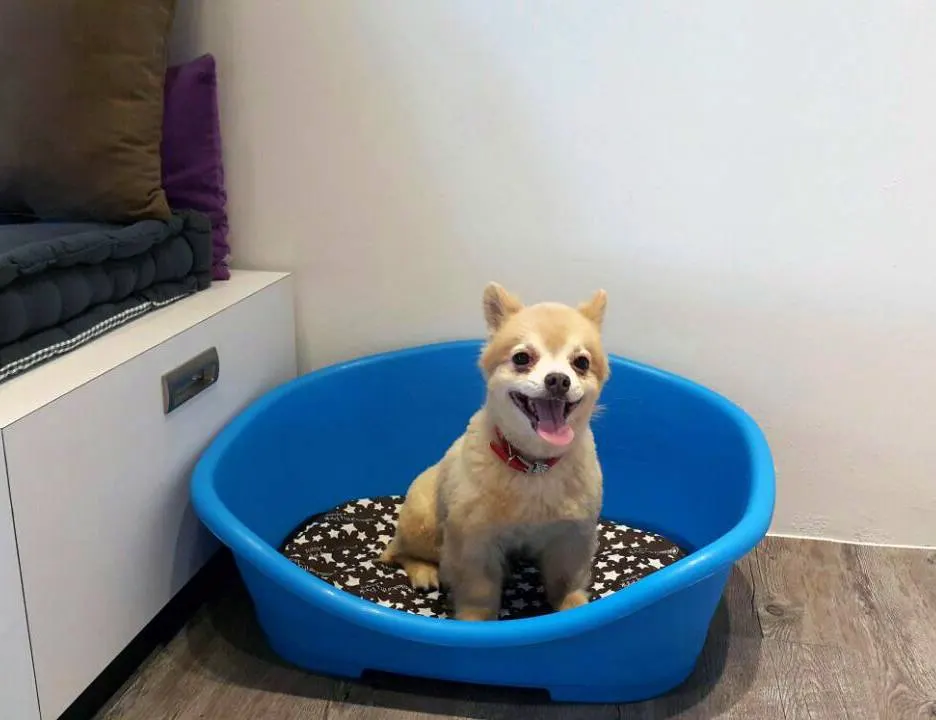 Pomeranian in a bed at the PGH pet hotel