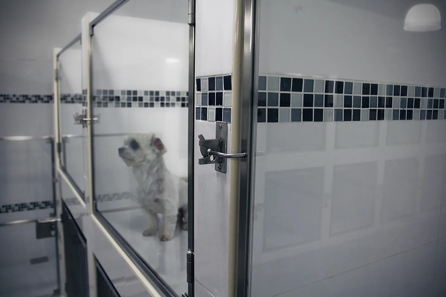 Deluxe rooms at the PGH pet hotel