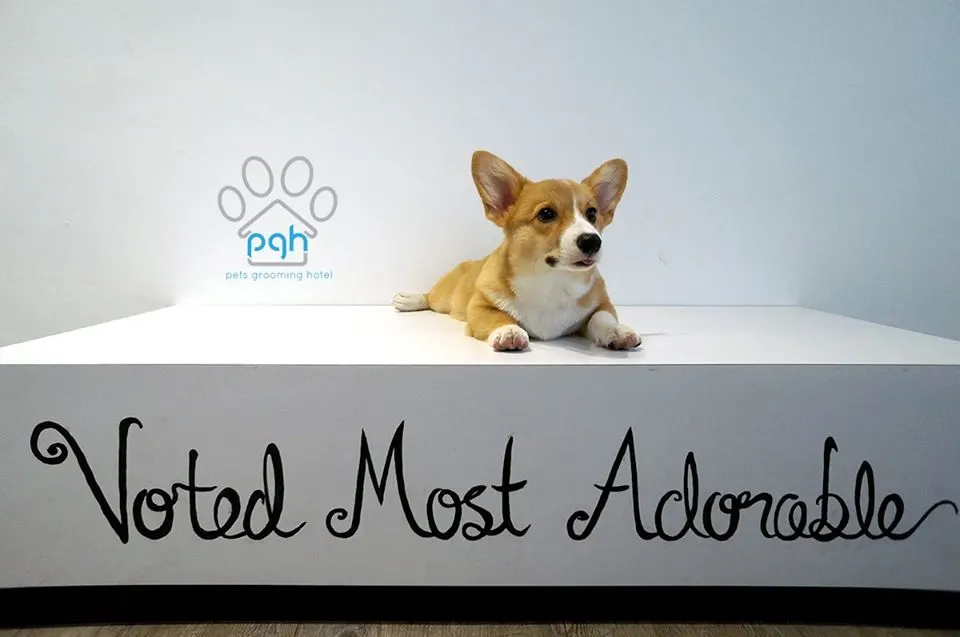 Corgi after grooming at PGH sitting on the Voted Most Adorable box