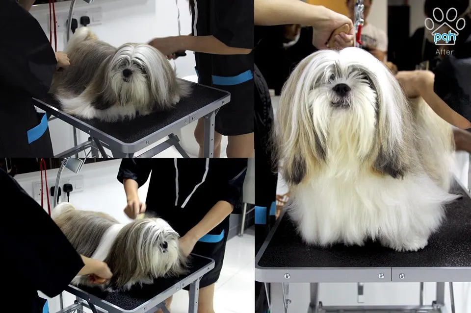 Small white dog after grooming at PGH