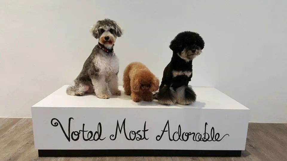 Two toy poodles after a full groom at PGH